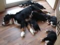 Daisy und ihre Bernerbabys - 10.mpg