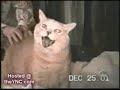 caidas de gatos