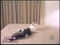 caidas de gatos