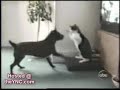 caidas de gatos