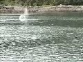 Alaska Whale Tail