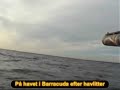 Havlit jagt fra Barracuda