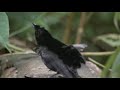BIRDS of PARADISE DANCING
