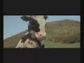 cuidado con las vacas locas