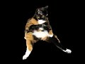 Pussy Fart Dance