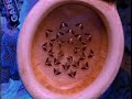 The Crazyest Bugs Ever Seen !