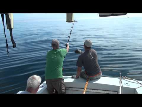 how to bleed southern bluefin tuna