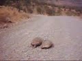 Turtle Rape Remix Turtle Rape Remix