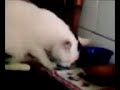 totò il gatto che mangia con le mani..mhh zampe totò il gatto che mangia con le mani..mhh zampe