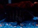convict/jaguar hybrid
