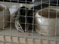 Streifi Gesang