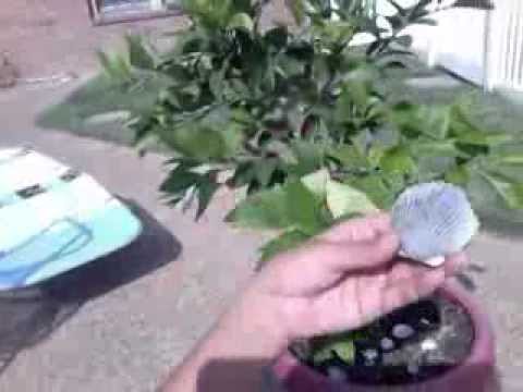 how to fertilize meyer lemon tree
