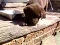 chocolate lab puppies 