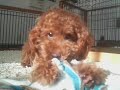 Lovely Marin, Toy Poodle Lovely Marin, Toy Poodle