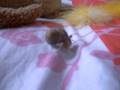 hermit crab