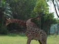fighting-giraffe.html
