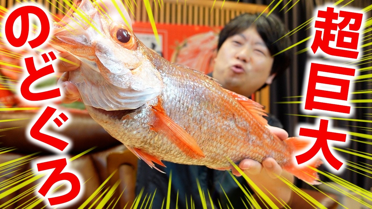 【絶品】全身脂まみれの超巨大のどぐろが敦賀の市場に!刺身とビールで決める。
