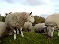 NCC sale tups with the stock tup lambs.  The two without the horns are from YouTubes' 
