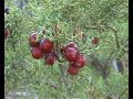 Kabylie Imazighen Berbères Tafsut Boudjellil