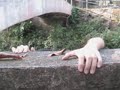 A.S.S.: Trailer