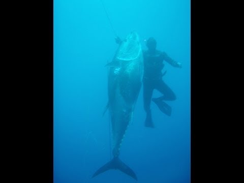 Spearfishing Video 0 Spearfishing Video