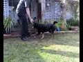 Woofs day out part 1