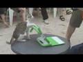 -OLPC- One Laptop Per Cat?