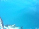 Dolphins Are Here! Dolphins Are Here!