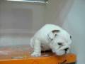 videos de Bulldog ingles Hembra STA REF:168