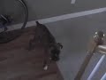 Timon & Pumba- Video #2