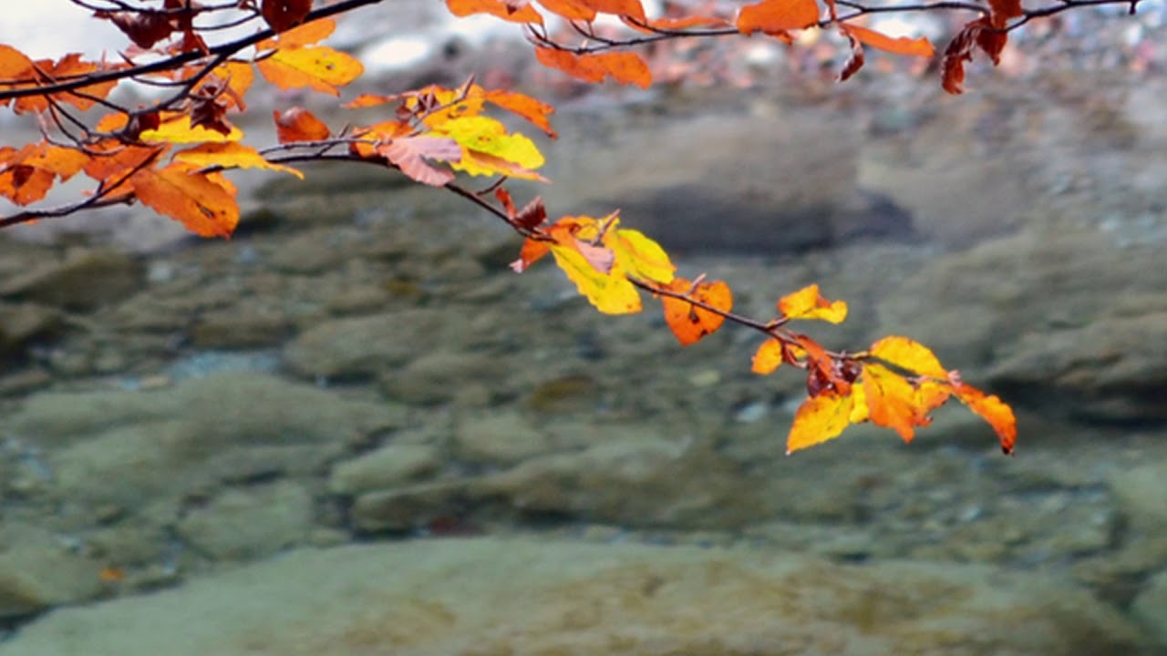 Ernesto Cortazar. Mellow eyes.