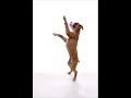 Jospeh Poolpo vs dog beatboxing