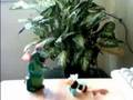 videos de Bug Fight