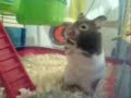 Geoffrey The Hamster