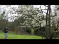 The Arborist