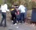 cat fight