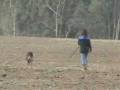 Bernie Schutzhund 1 Tracking.wmv