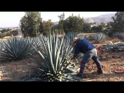 how to harvest agave for tequila