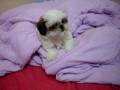 videos de Théo Shit tzu da Danny na cama