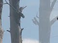 Piliated Woodpeckers Return.