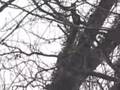Piliated Woodpeckers Return.