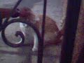 smak thatthe cat.html
