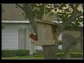 ADs on TWCh 121 (Lawn Cheif - Lawn Mower)