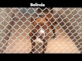 "Rescue Me" -- Adoptable Dogs at Collin County Animal Services