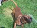 RAW-Dog