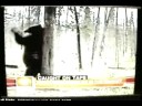 Bears from the Wood