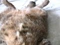 いけないツネオ