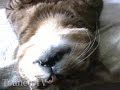 いけないツネオ