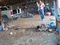 Killer  hunting Beagle dog chases Rabbit