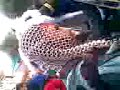 CARNAVAL 2009 HIELEROS 3
